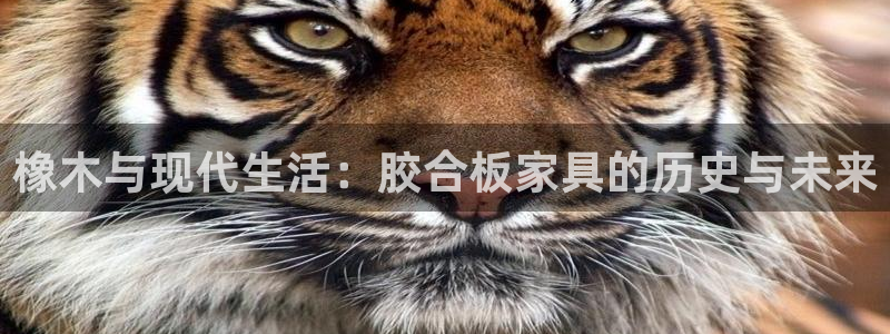安信12娱乐招商